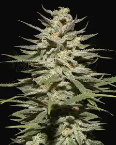 Super Lemon Haze CBD