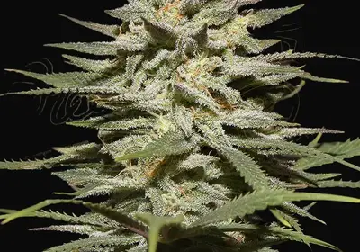 Super Lemon Haze CBD