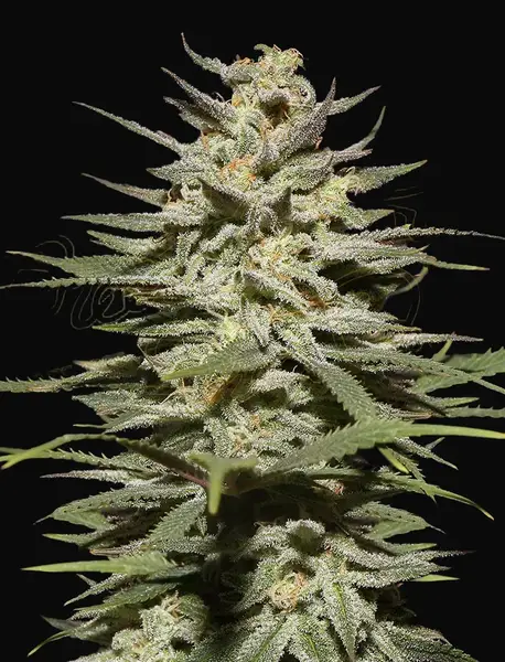 Super Lemon Haze CBD
