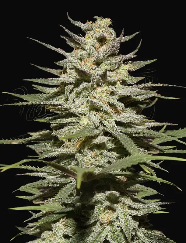 Super Lemon Haze CBD
