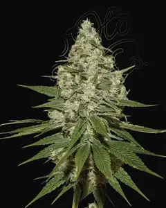 Super Lemon Haze
