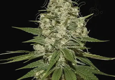 Super Lemon Haze