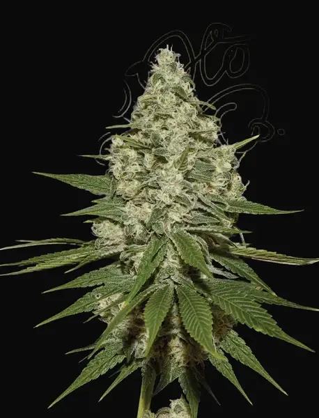 Super Lemon Haze