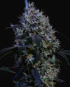 Super Lemon Haze RBX3