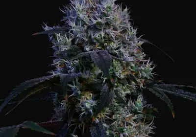Super Lemon Haze RBX3