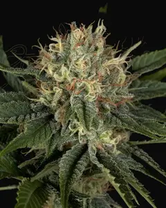 Super Lemon Haze x Banana Punch