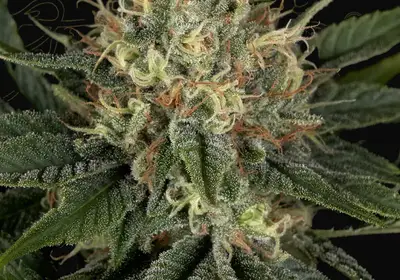 Super Lemon Haze x Banana Punch