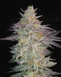 Super Lemon Haze x GMO
