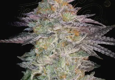 Super Lemon Haze x GMO