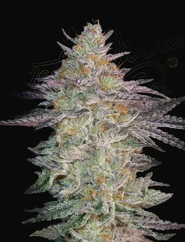 Super Lemon Haze x GMO