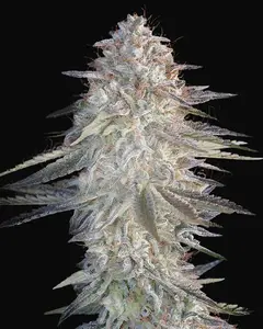 Super Lemon Haze x Pink Candy