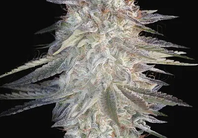 Super Lemon Haze x Pink Candy