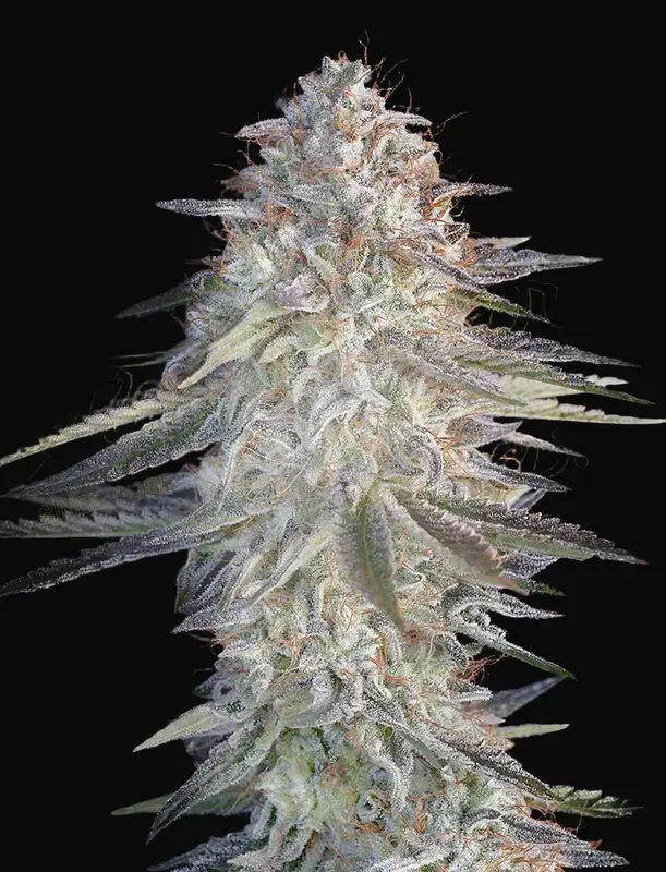 Super Lemon Haze x Pink Candy