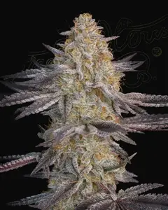 Super Lemon Haze x RS11