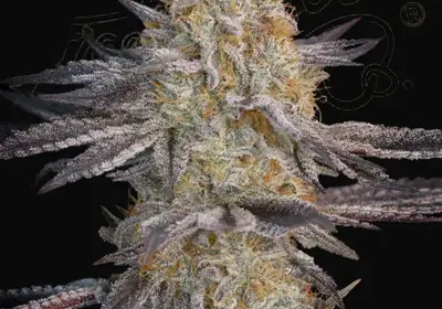 Super Lemon Haze x RS11
