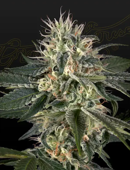 Super Lemon Haze x Strawberry Banana x Bubba Kush