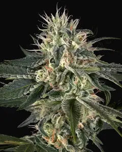 Super Lemon Haze x Strawberry Banana x Bubba Kush