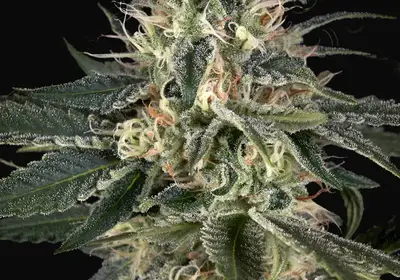 Super Lemon Haze x Strawberry Banana x Bubba Kush