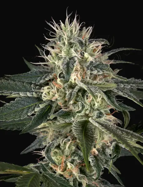 Super Lemon Haze x Strawberry Banana x Bubba Kush