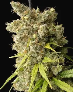 Super Malawi Haze