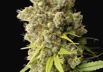 Super Malawi Haze Regular