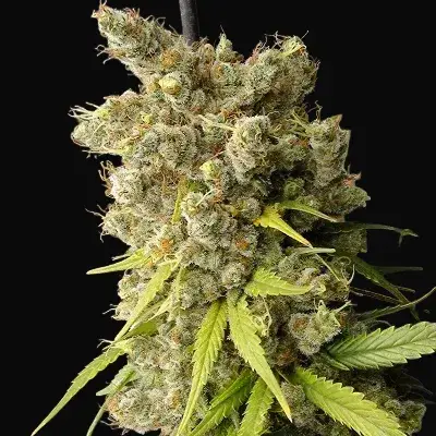 Super Malawi Haze Regular