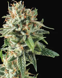 Super OG Kush Fast