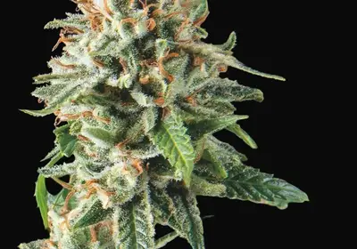 Super OG Kush Fast