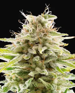 Super OG Kush