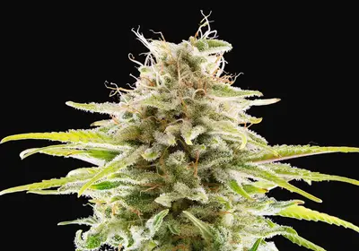 Super OG Kush