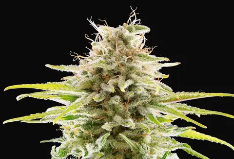 Super OG Kush