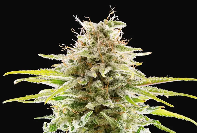 Super OG Kush