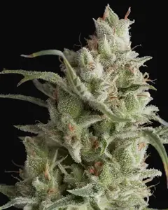 Super OG Kush