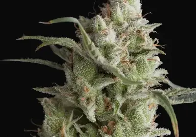 Super OG Kush