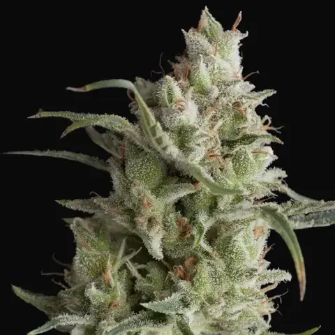 Super OG Kush