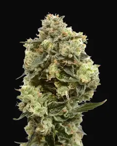 Super Silver Haze