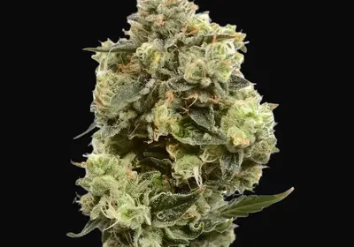Super Silver Haze