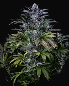 Super Silver