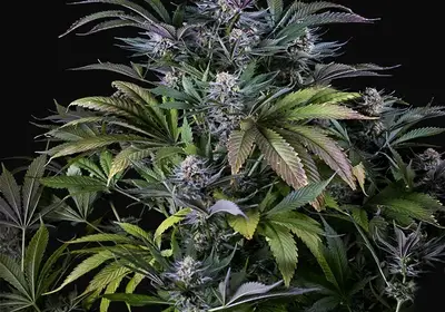 Super Silver