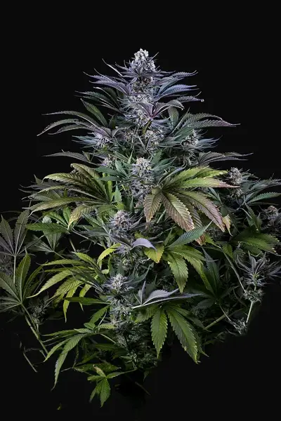 Super Silver