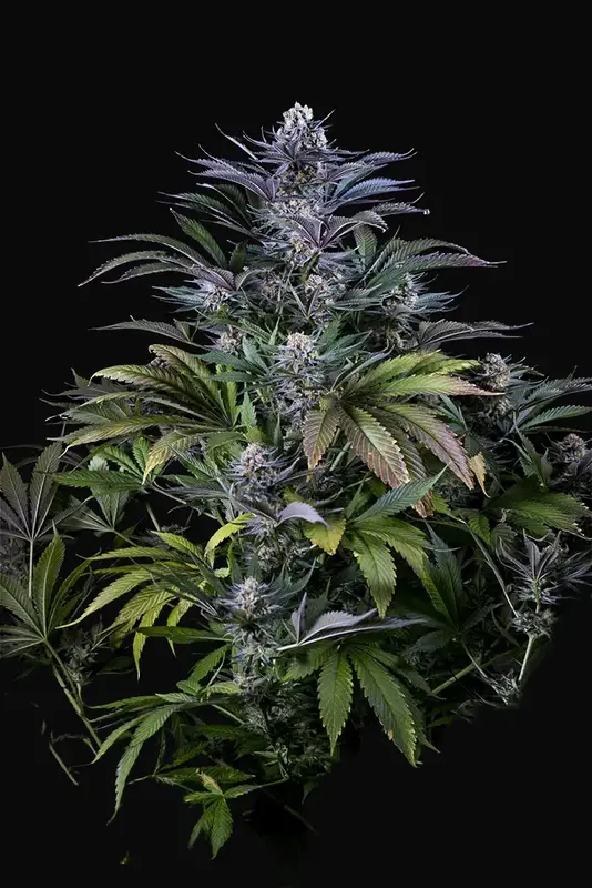 Super Silver