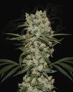 Super Silver Haze