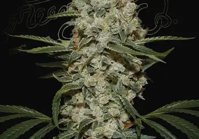 Super Silver Haze