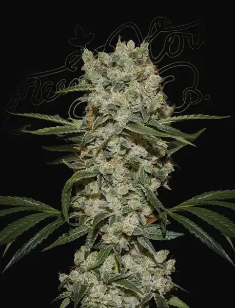 Super Silver Haze