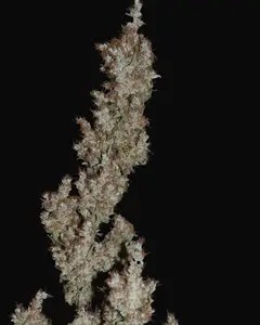 Super Silver Haze