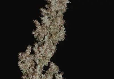 Super Silver Haze