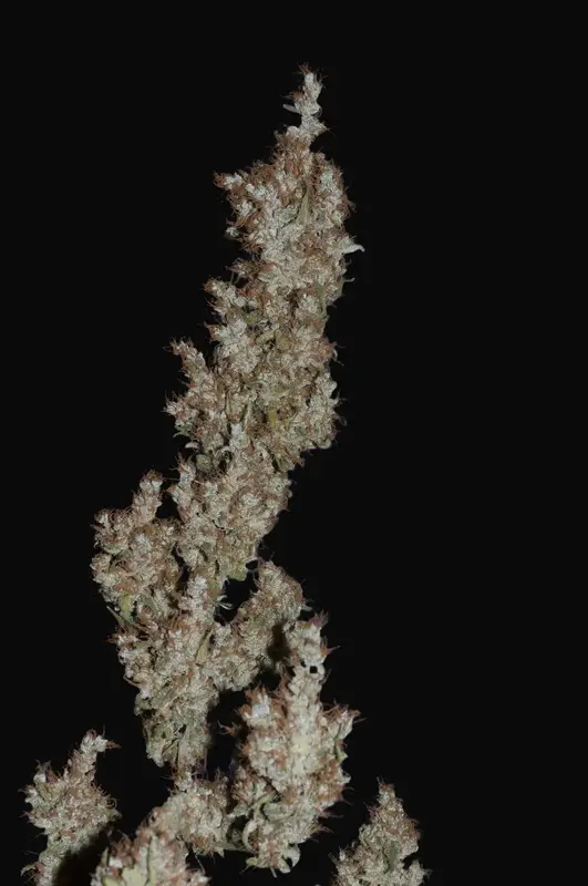 Super Silver Haze