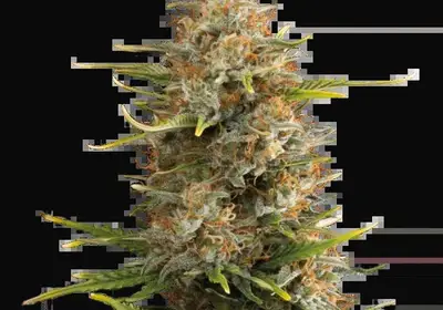 Super Skunk Auto