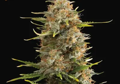 Super Skunk Auto