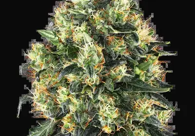Super Skunk Automatic